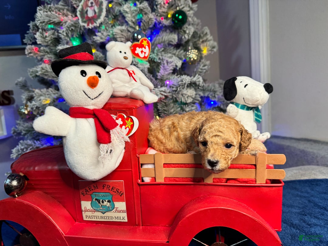 Toy Poodle dogs for sale: Peanut - Ad 8