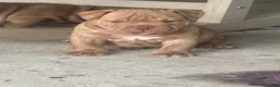 American Bully dogs for sale: American Bully 1 - Ad 2