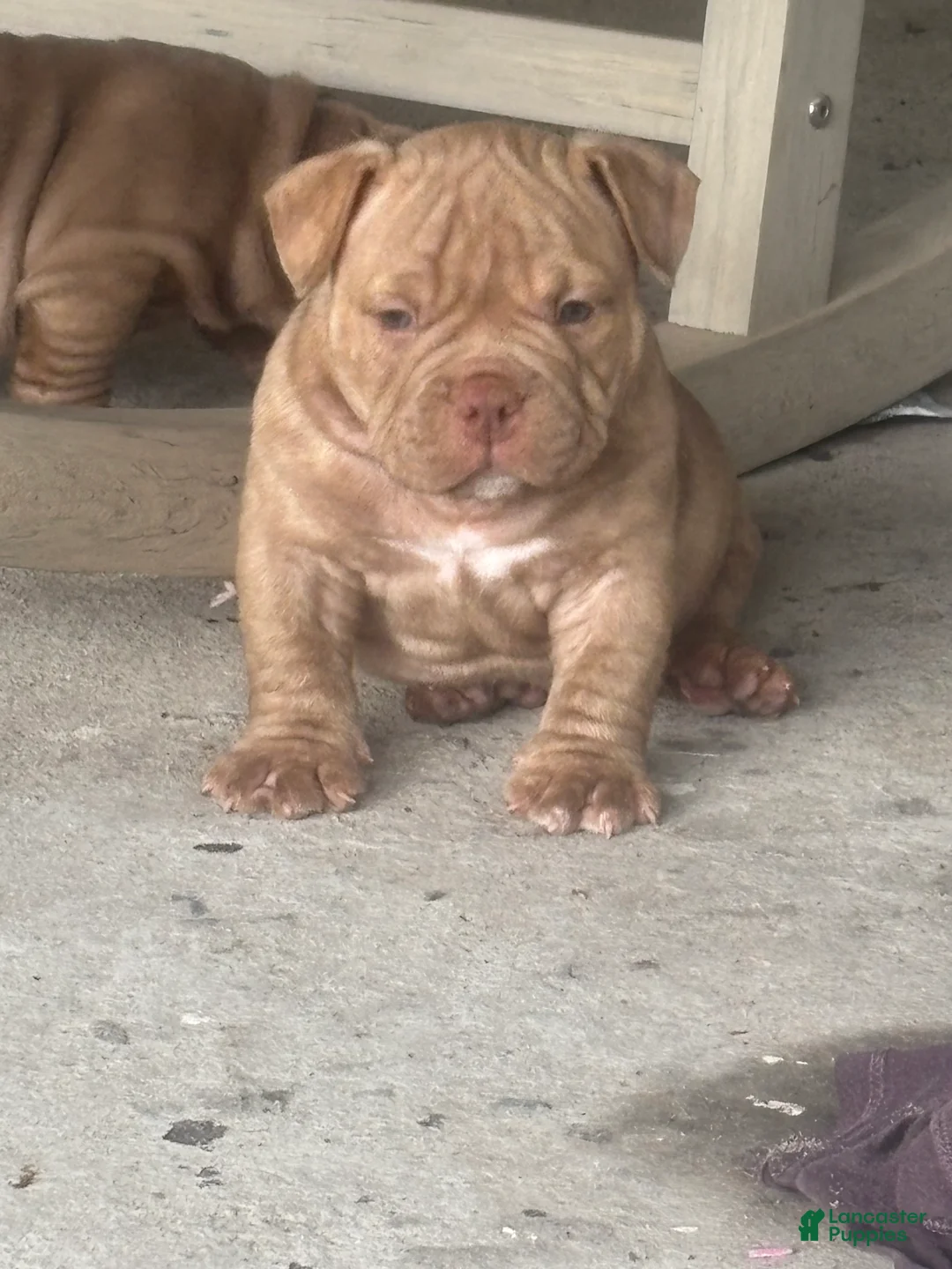 American Bully dogs for sale: American Bully 1 - Ad 2