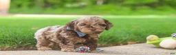 Cockapoo dogs for sale: Quinton - Ad 4