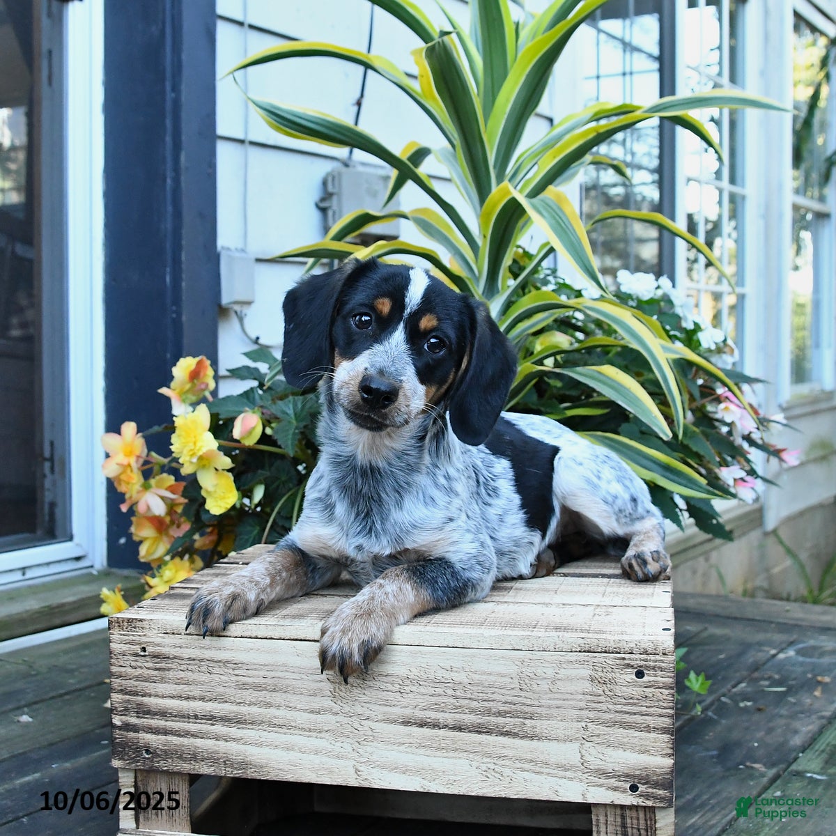 Mixed Breed dogs Farrah - Ad 22