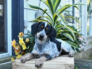 Mixed Breed dogs Farrah - Ad 22