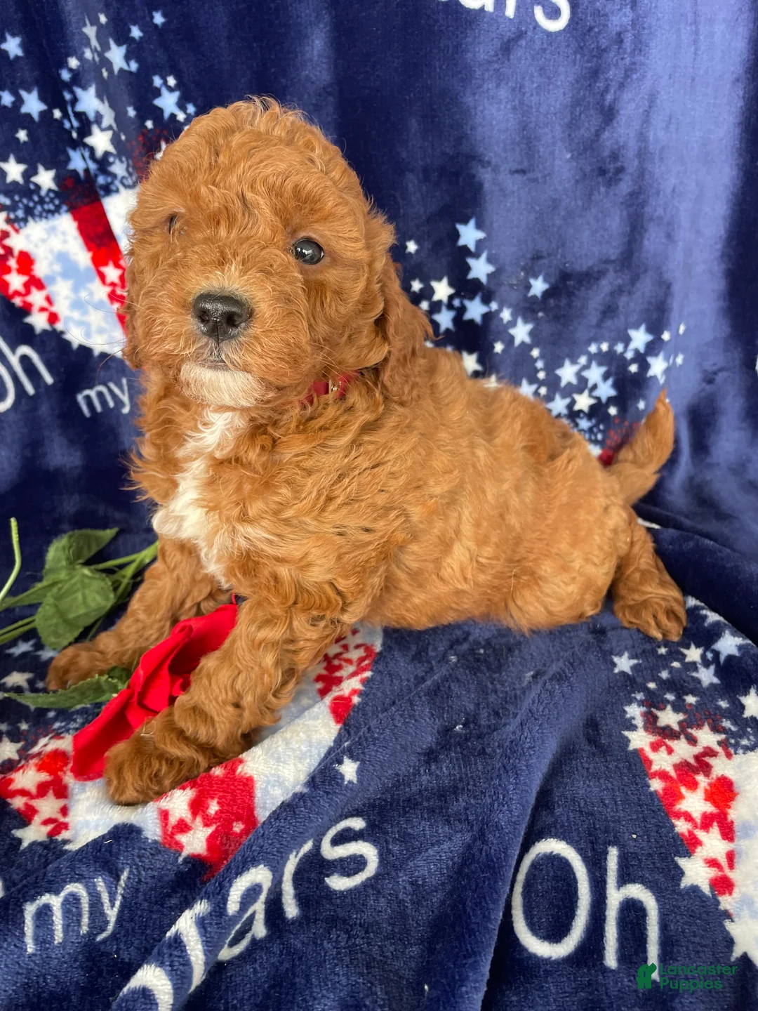 Mini Goldendoodle dogs for sale: Rosie - Ad 4