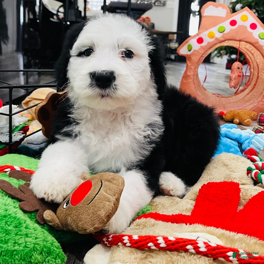 Sheepadoodle dogs for sale: Sheepadoodle Puppy 6 - Ad 4