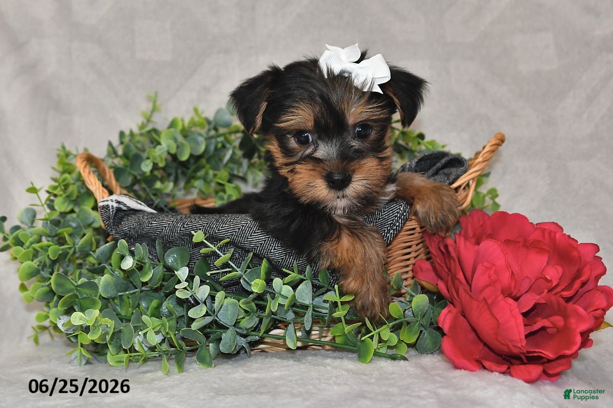 Yorkshire Terrier dogs Dori - Ad 2