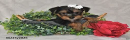 Yorkshire Terrier dogs for sale: Dori - Ad 2