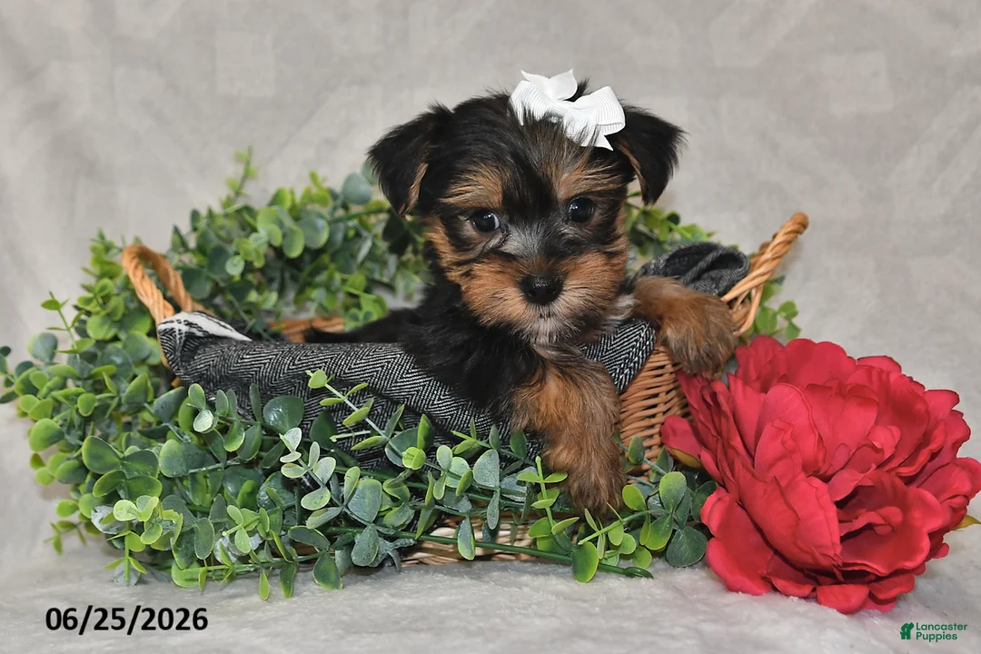 Yorkshire Terrier dogs for sale: Dori - Ad 2