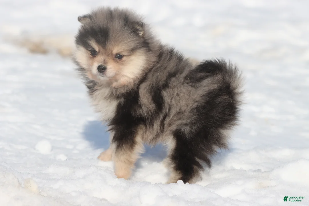 Pomeranian dogs for sale: Key Chain - Ad 3