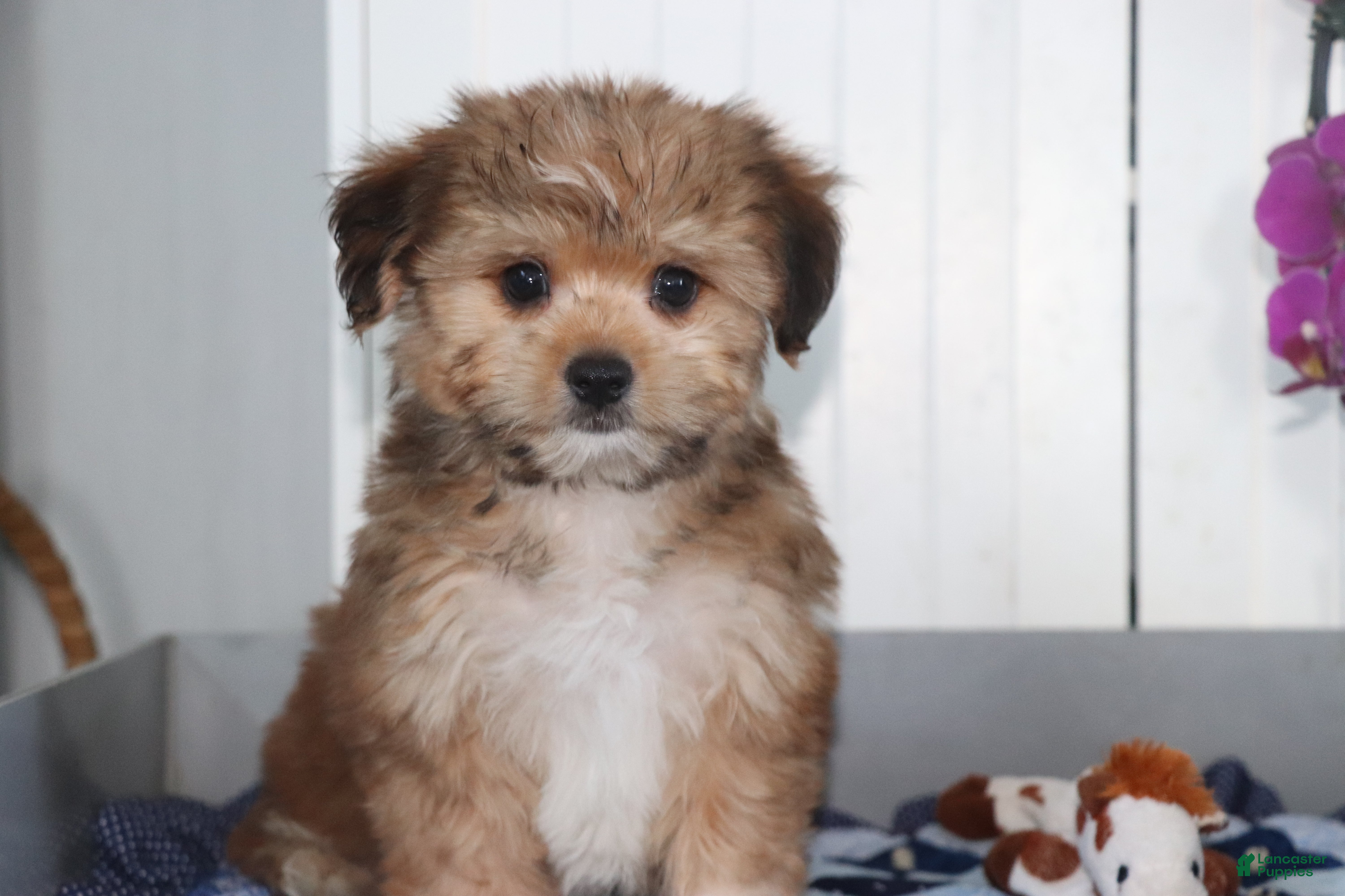 Shorkie dogs Donald - Ad 2