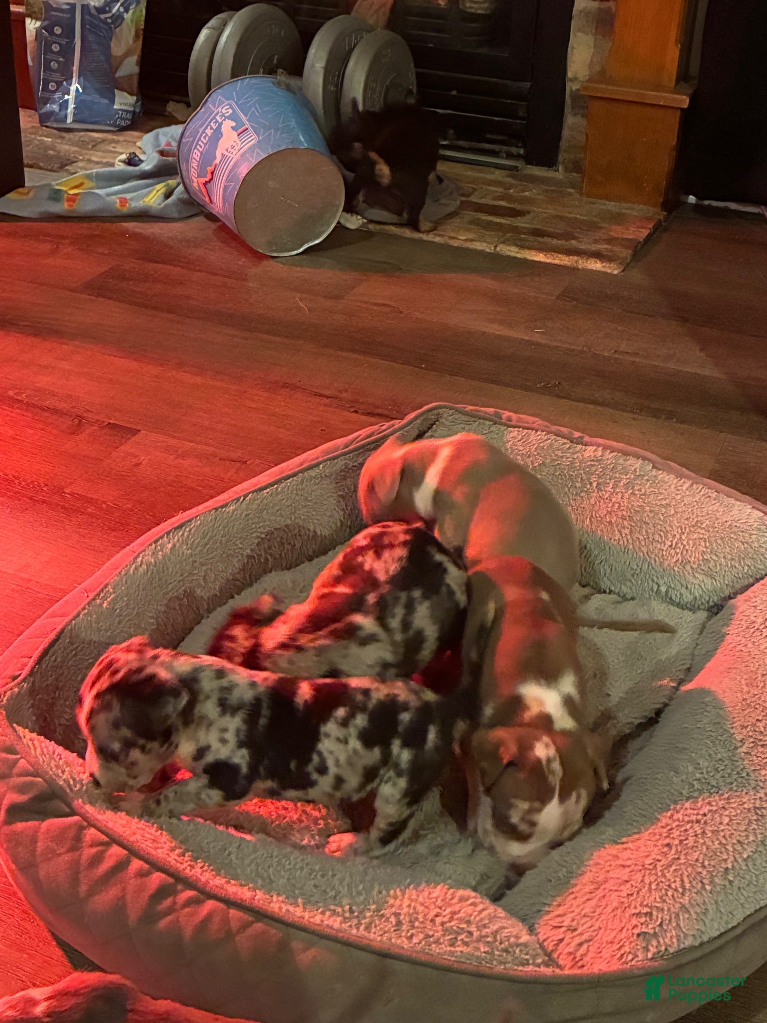 American Bully dogs American Bully 6 - Ad 13