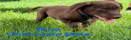 Labrador Retriever dogs for sale: Blue  - Ad 3