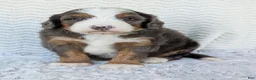 Mini Bernedoodle dogs for sale: Mini Louie  - Ad 14