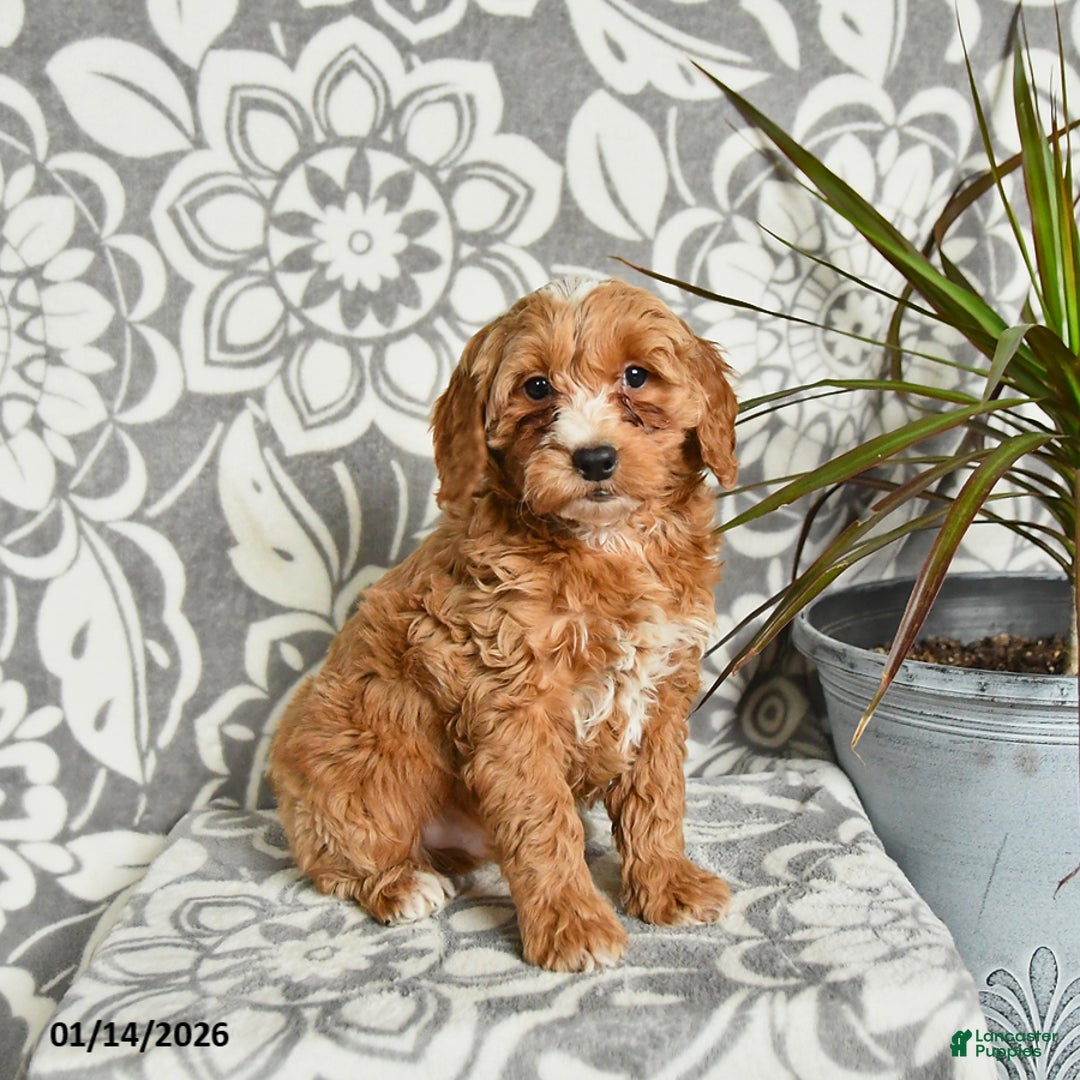 Mini Goldendoodle dogs for sale: Rocky - Ad 1