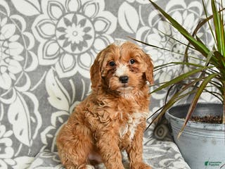 Mini Goldendoodle dogs Rocky - Ad 36
