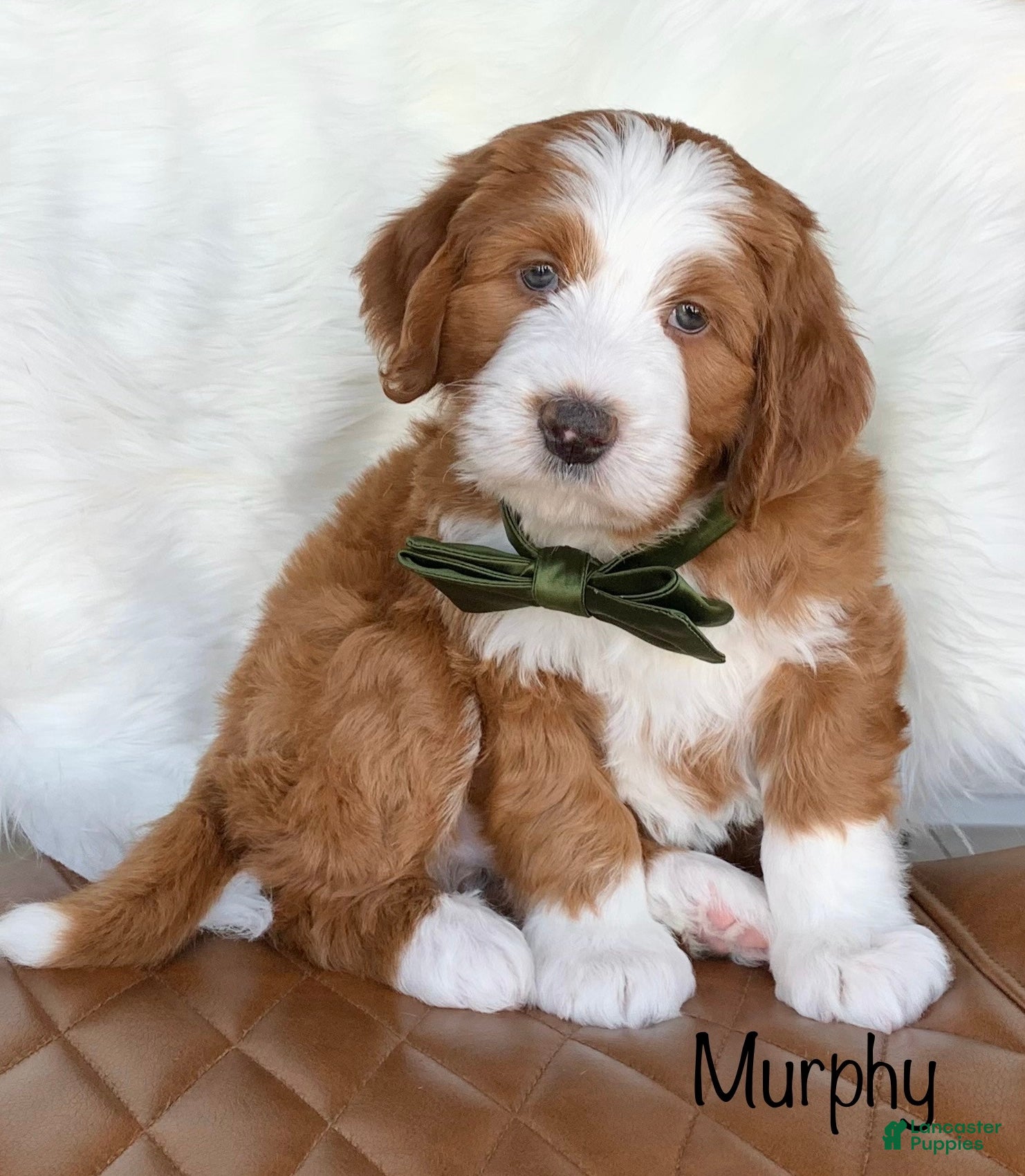 Bernedoodle dogs Murphy - Ad 2