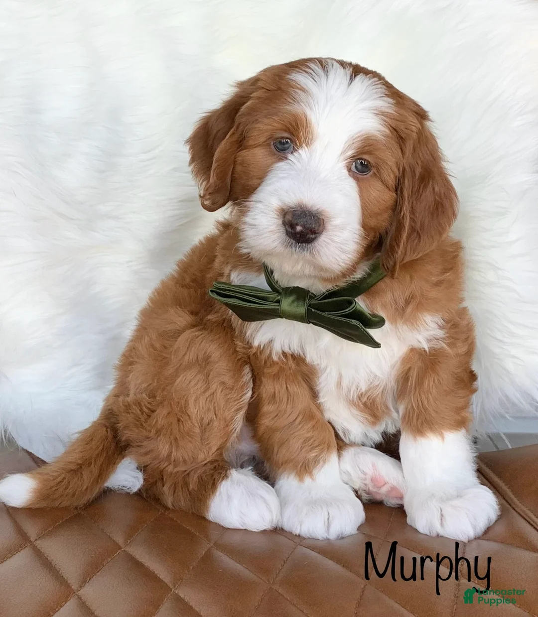 Bernedoodle dogs for sale: Murphy - Ad 2