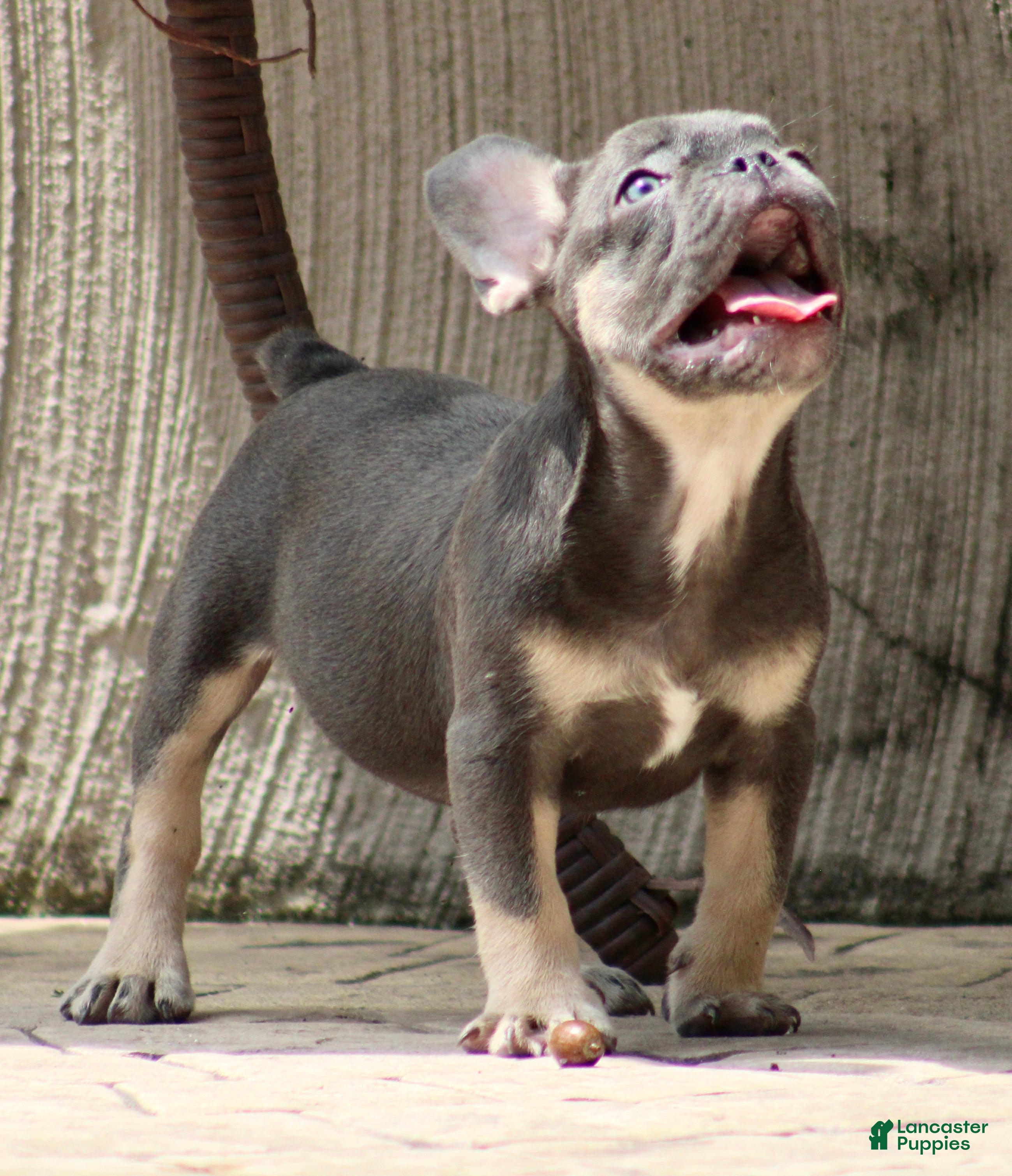 French Bulldog dogs Sonny  - Ad 2