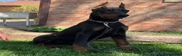 Doberman Pinscher dogs for sale: Vick - Ad 7