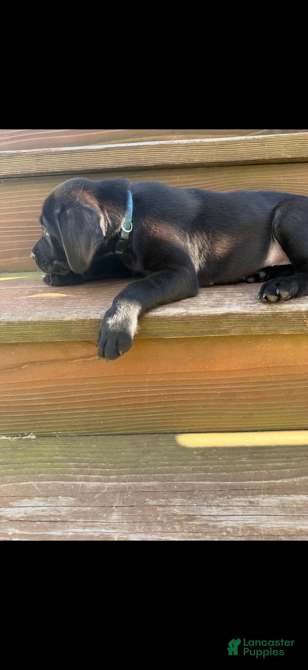 Labrador Retriever dogs for sale: Bo (Light Blue) - Ad 1