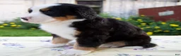Bernese Mountain Dog dogs for sale: Sara Beth - Ad 3