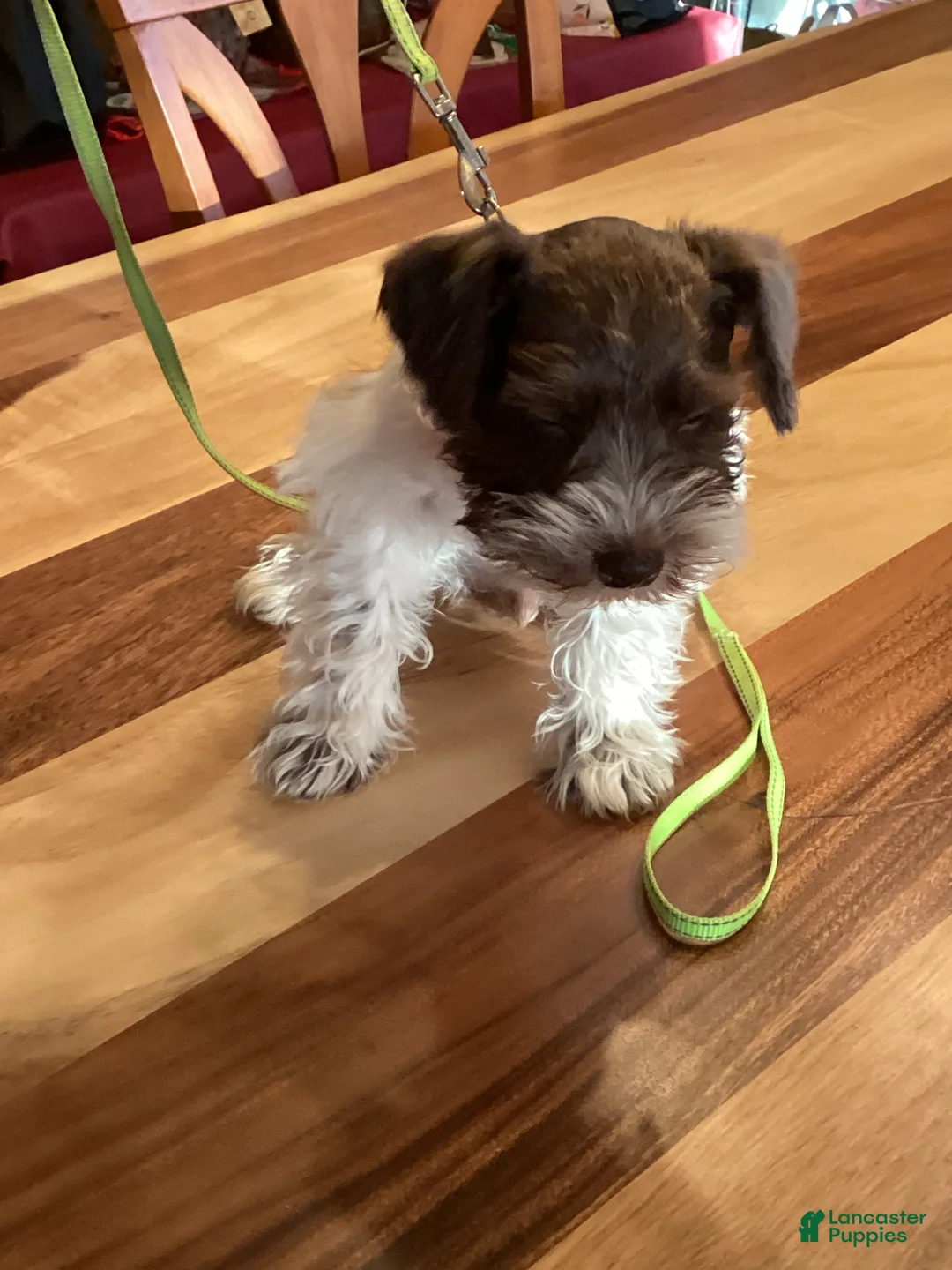 Miniature Schnauzer dogs for sale: Miniature Schnauzer 3 - Ad 2