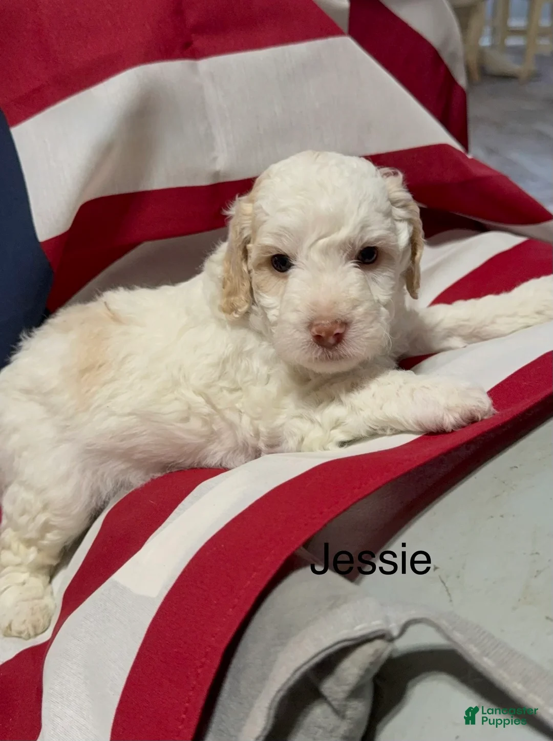 Mini Goldendoodle dogs for sale: Jessie - Ad 1