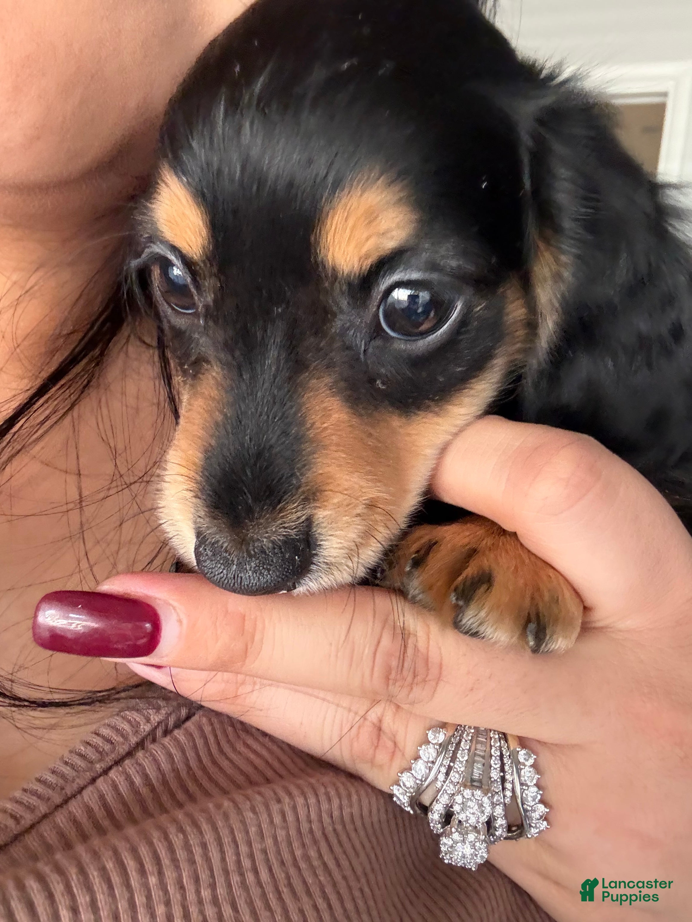 Miniature Dachshund dogs for sale: Oliver Aka Oli  - Ad 1