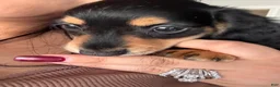 Miniature Dachshund dogs for sale: Oliver Aka Oli  - Ad 1