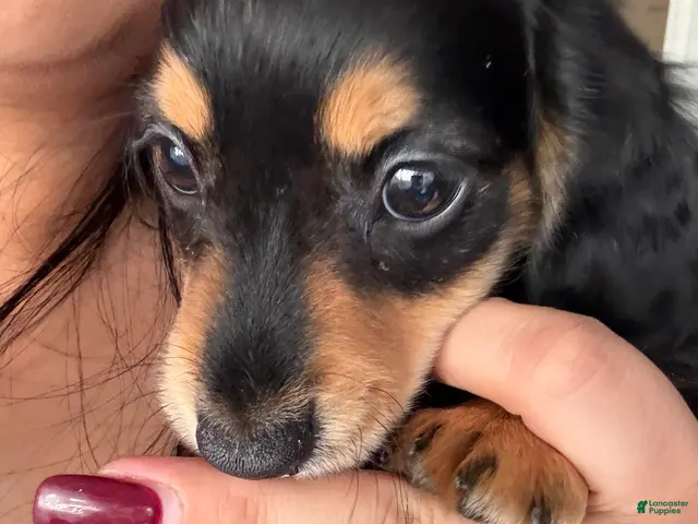 Miniature Dachshund dogs for sale: Oliver Aka Oli - Ad 1