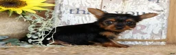 Morkie dogs for sale: Owen - Ad 6