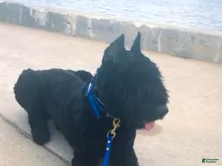 Bouvier Des Flandres dogs - Ad 1