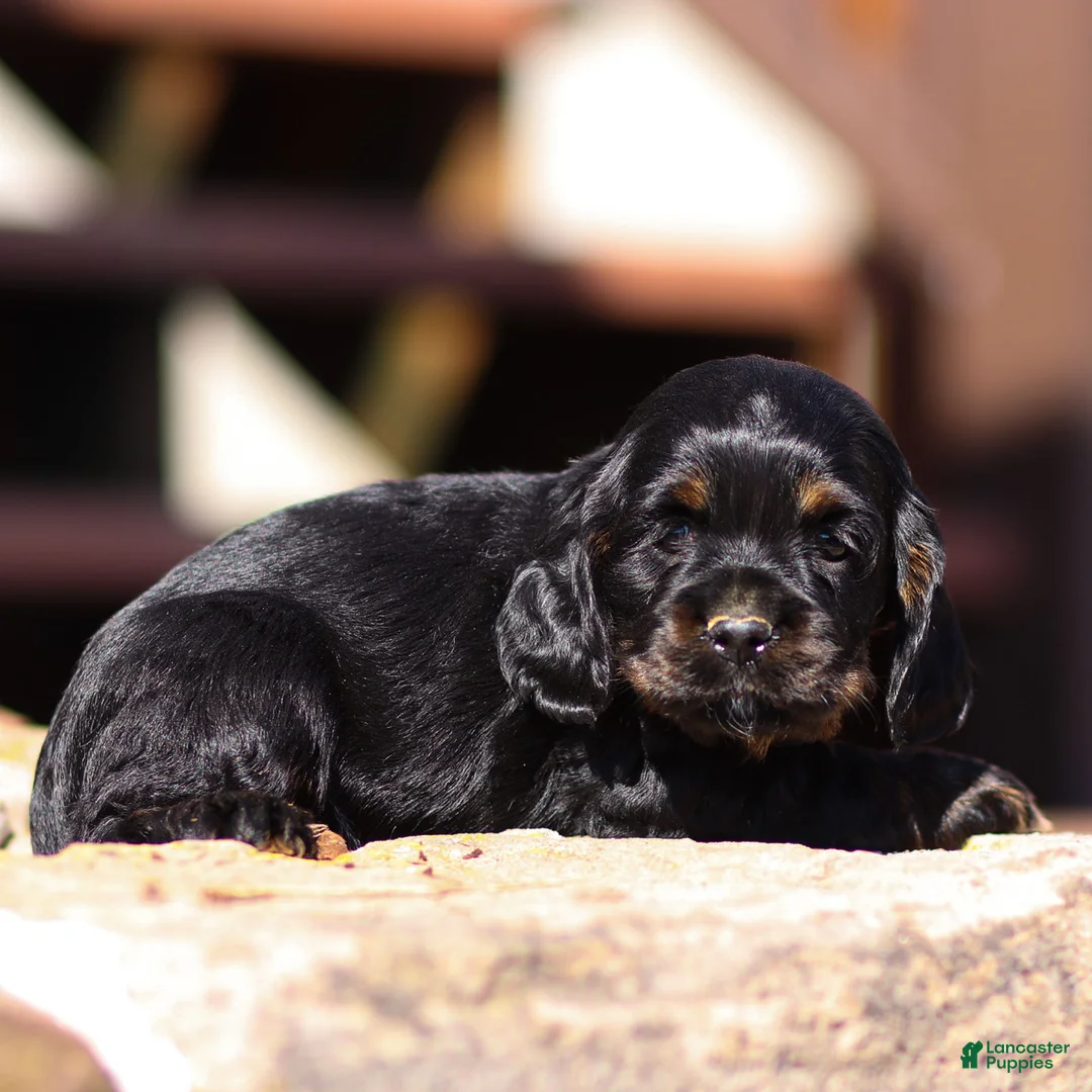Cocker Spaniel dogs for sale: Sunnie Cocker Spaniel Puppy  - Ad 4