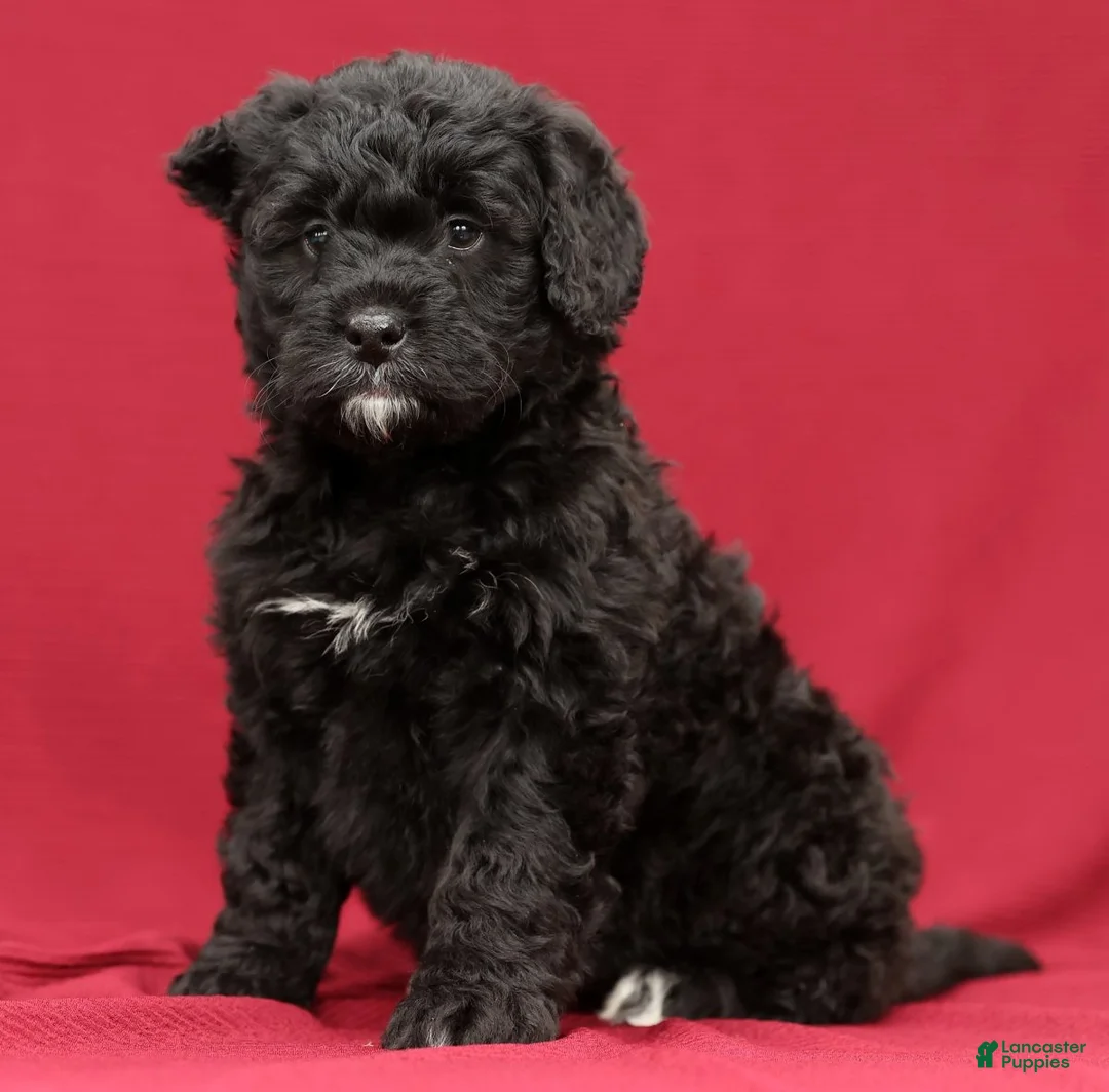Mini Bernedoodle dogs for sale: Cora - Ad 7