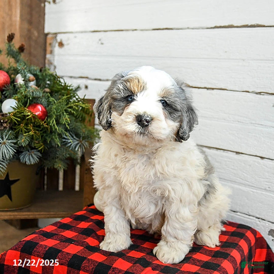Mini Bernedoodle dogs for sale: Waffles - Ad 4
