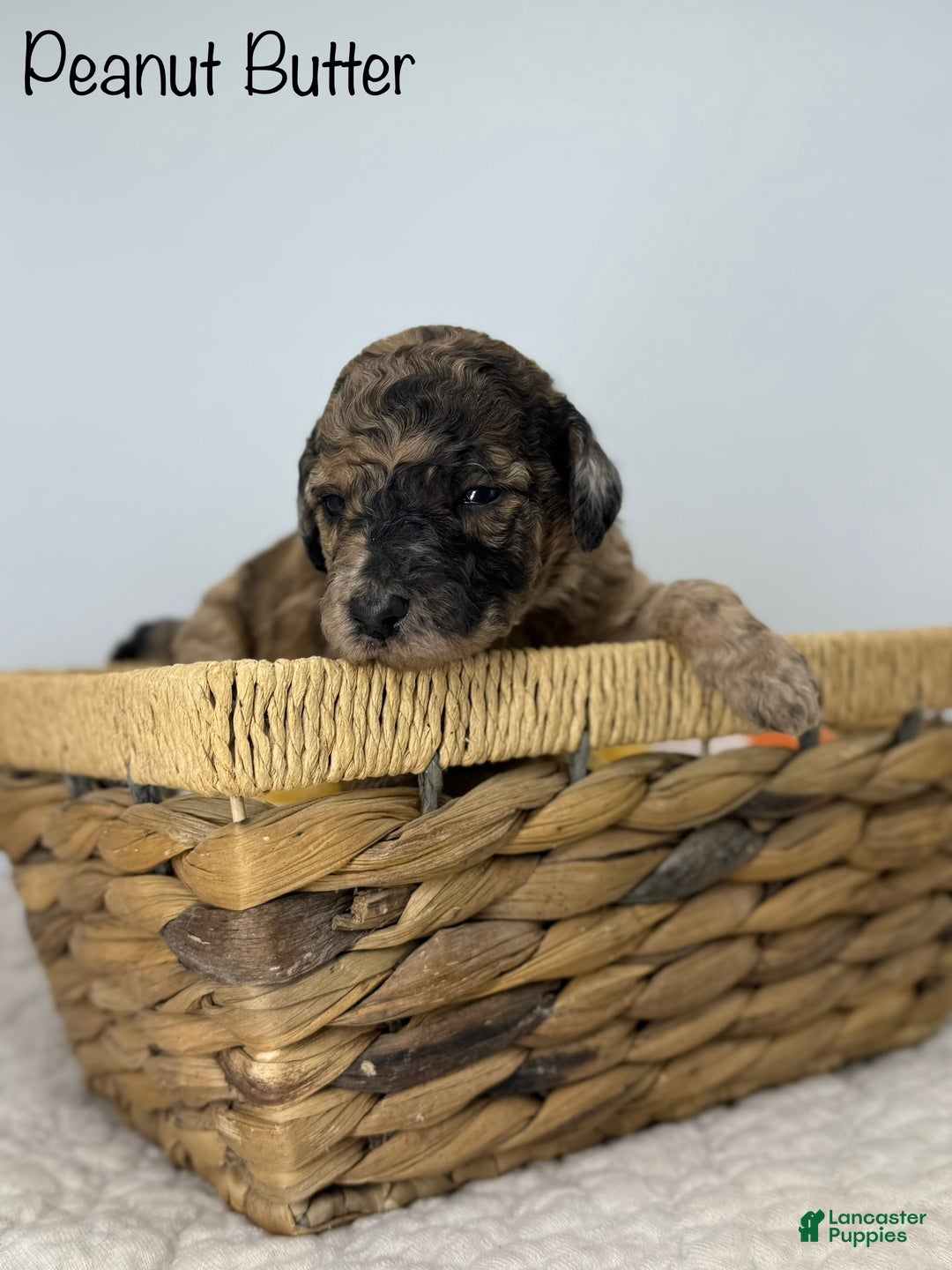 Sheepadoodle dogs for sale: Peanut Butter - Ad 2