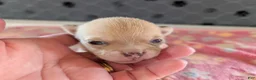 Chihuahua dogs for sale: Franklin - Ad 6