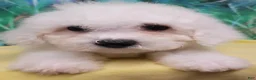 Bichon Frise dogs for sale: Snow  - Ad 2