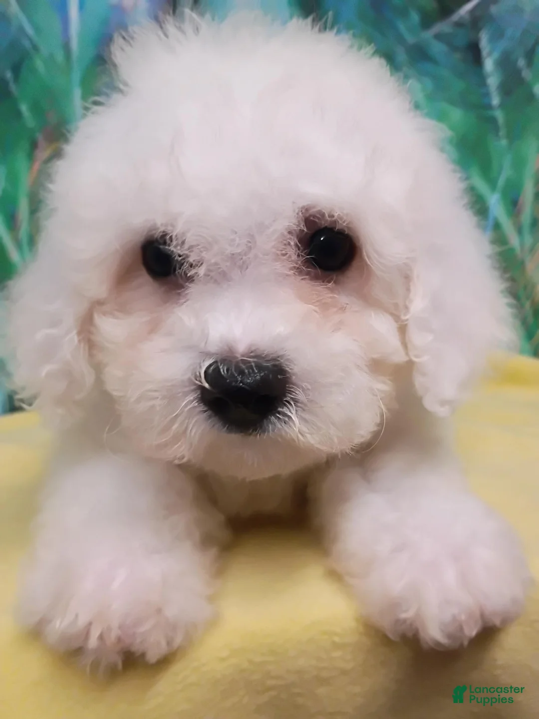 Bichon Frise dogs for sale: Snow  - Ad 2