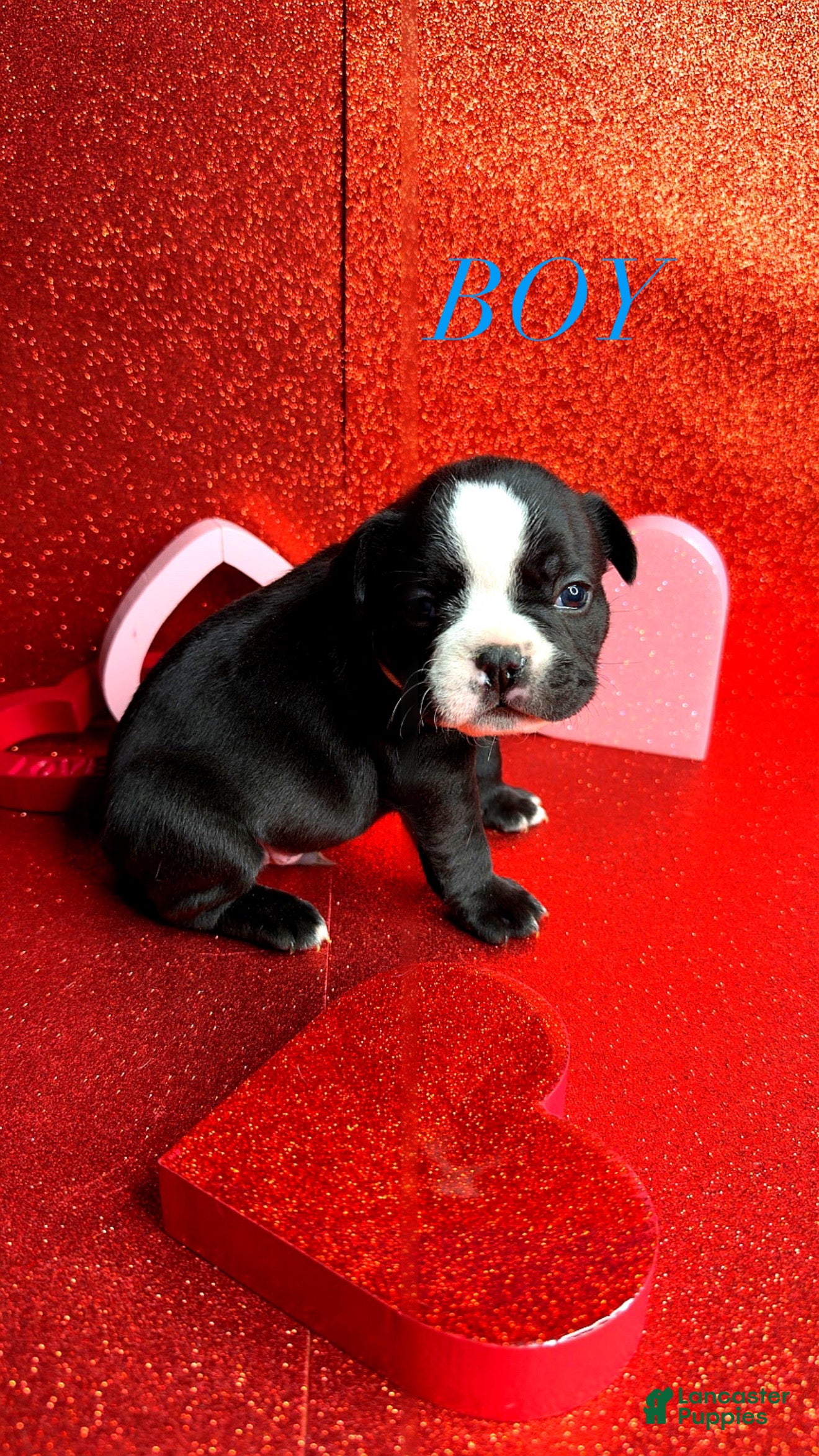 French Bulldog dogs Blaze - Ad 13