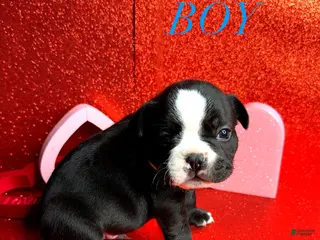 French Bulldog dogs Blaze - Ad 13