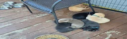 Labrador Retriever dogs for sale: Luigi - Ad 8