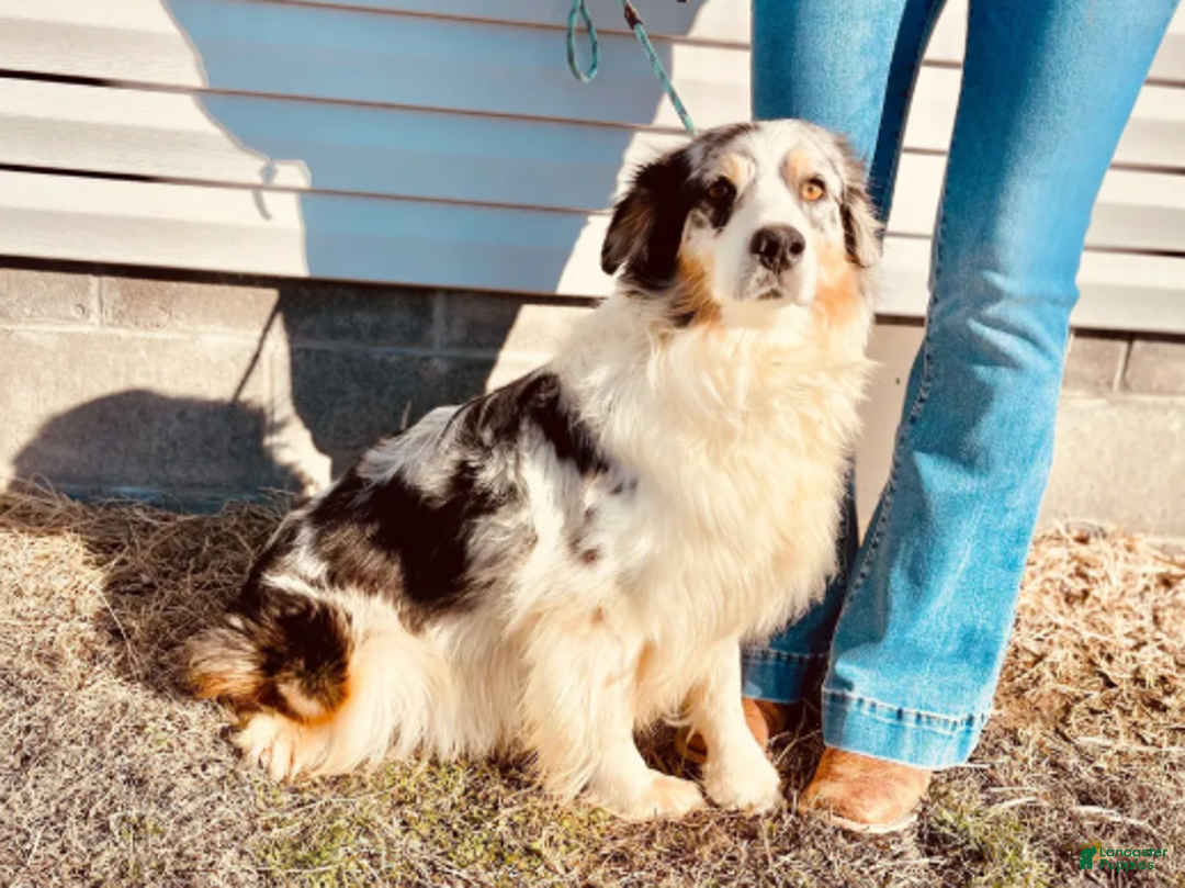 Australian Shepherd dogs for sale: Blue Merle Male - Ad 4