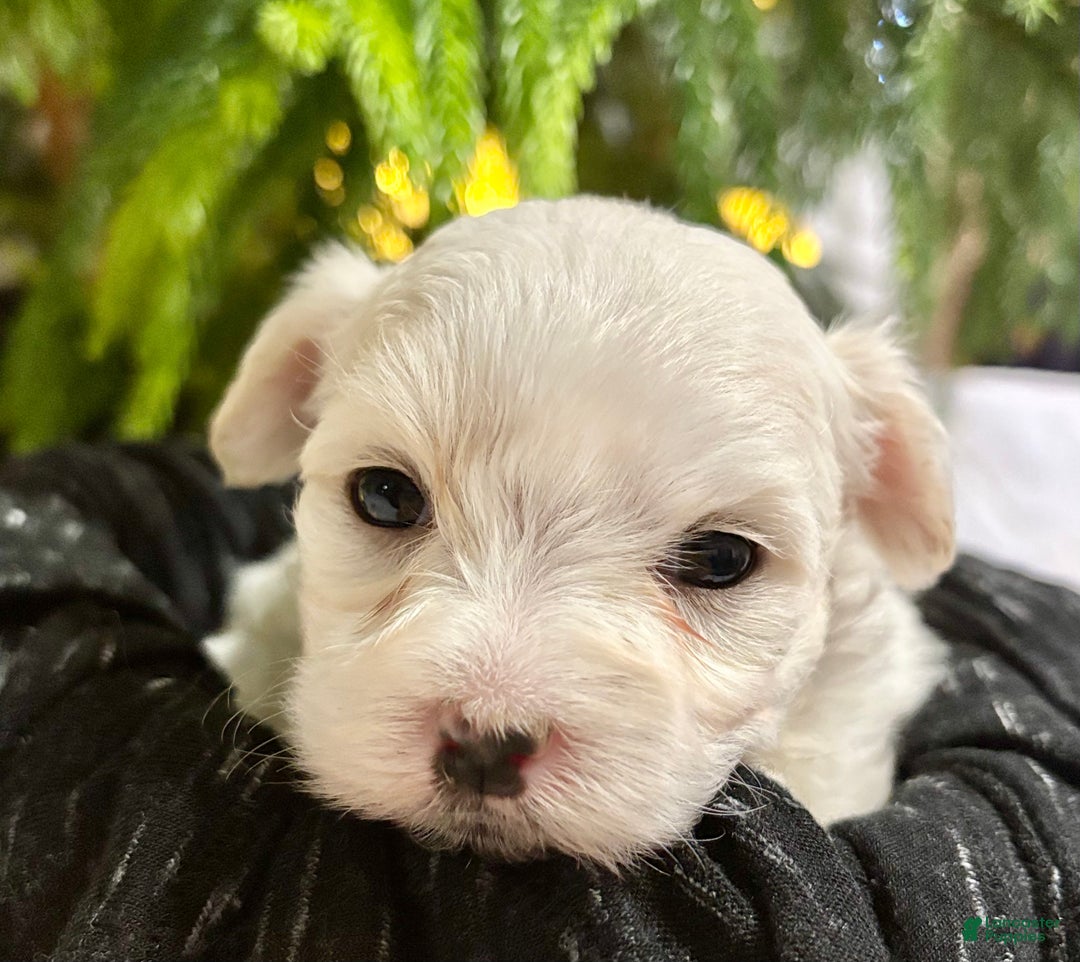 Maltese dogs for sale: Chloe - Ad 8