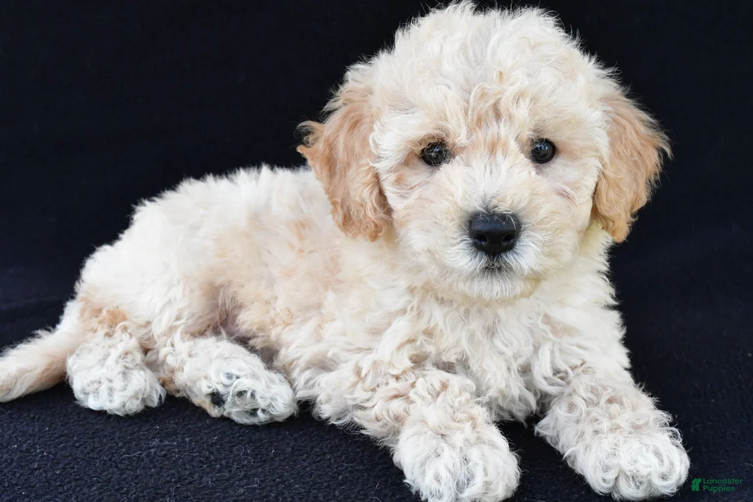 Cavachon dogs for sale: Jordan - Ad 1