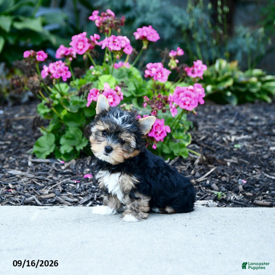 Yorkshire Terrier dogs for sale: Baxter - Ad 1