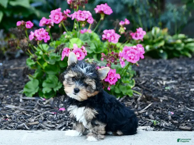 Yorkshire Terrier dogs for sale: Baxter - Ad 1