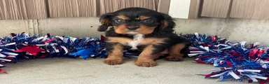 Harmony Cavalier King Charles Spaniel 
