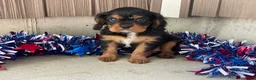 Cavalier King Charles Spaniel dogs for sale: Harmony Cavalier King Charles Spaniel  - Ad 1