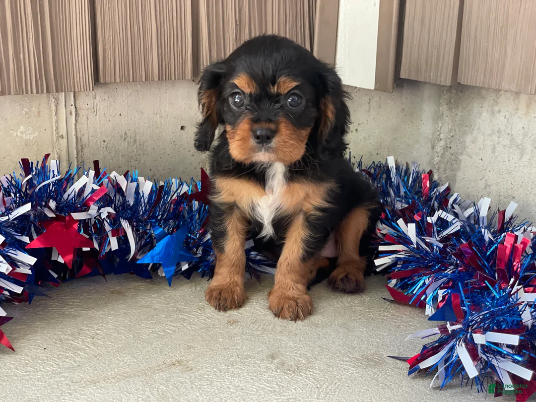 Cavalier King Charles Spaniel dogs for sale: Harmony Cavalier King Charles Spaniel  - Ad 1