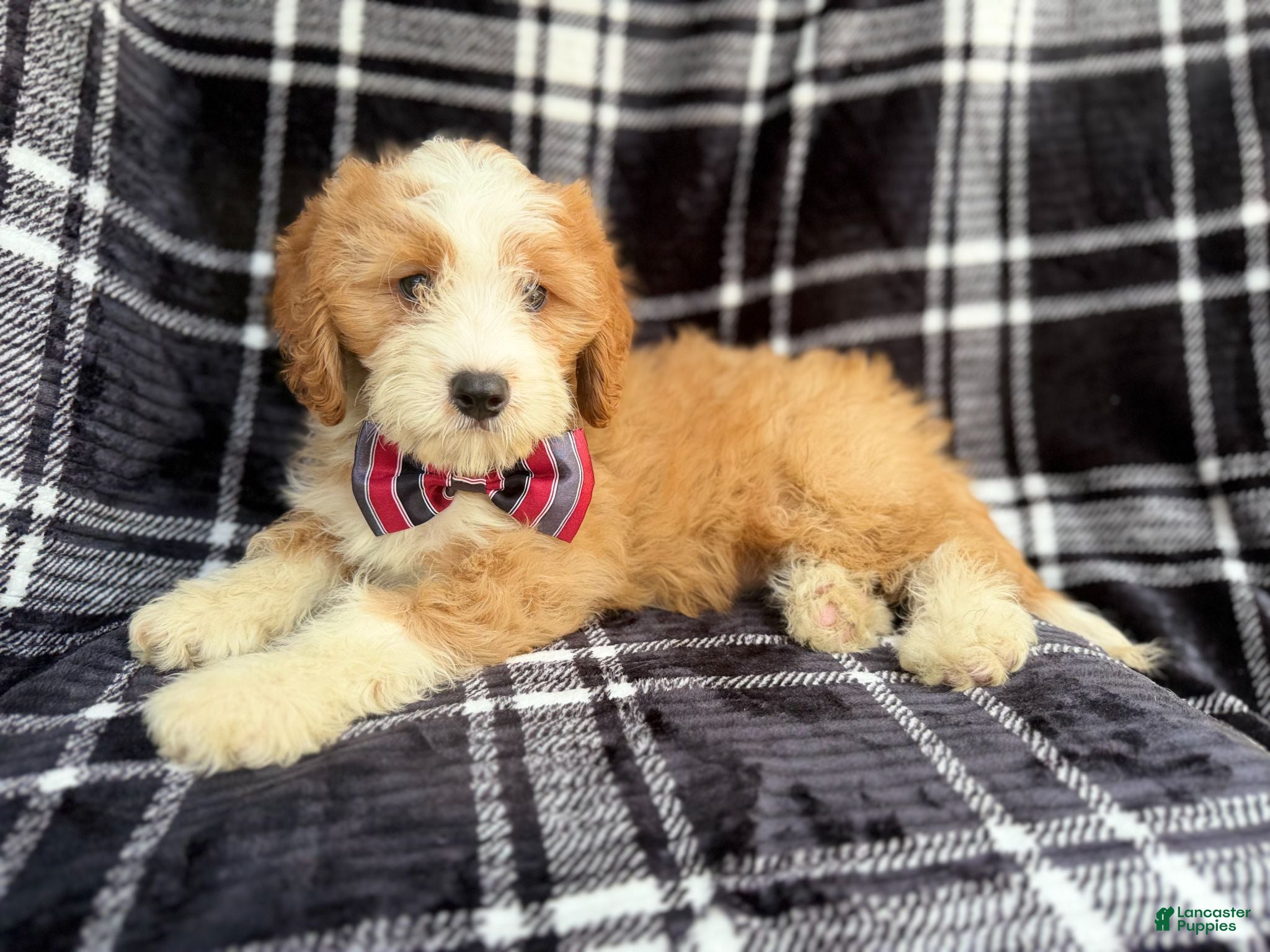 Cavapoo dogs Cobra - Ad 2